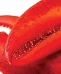 15 lb – 20 lb Live Canadian Lobster